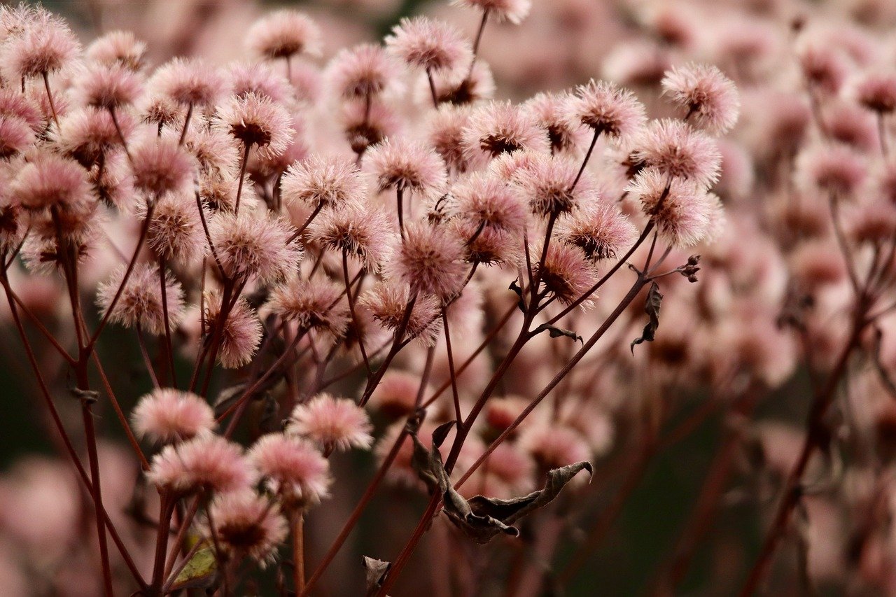 Bohem宝恒树叶爆珠:番茄详情下载教程app